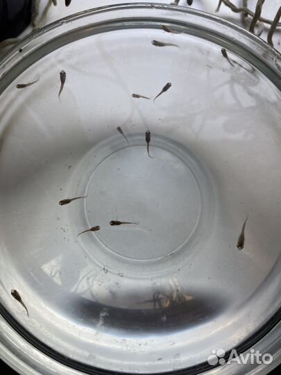 Мальки гуппи