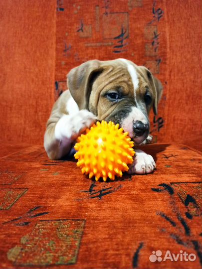 Щенки амстаффа