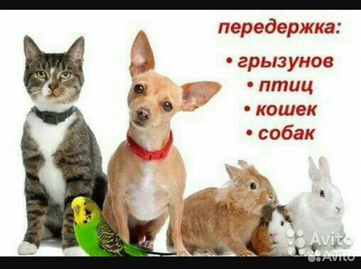 Платная передержка