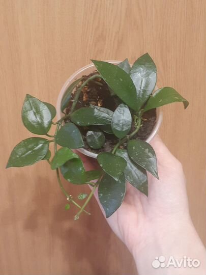 Хойя Krohniana Splash