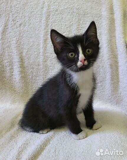 Котята много разных окрасов в добрые руки