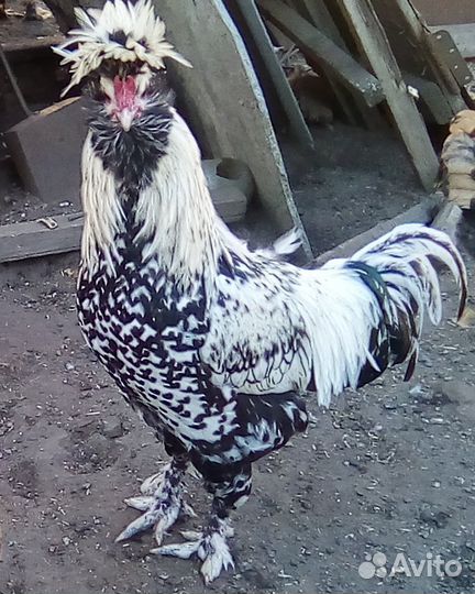Куры петухи
