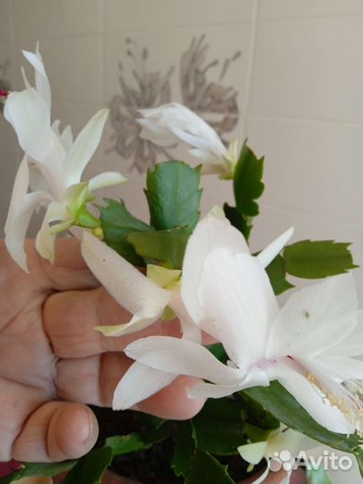 Декабрист шлюмбергера