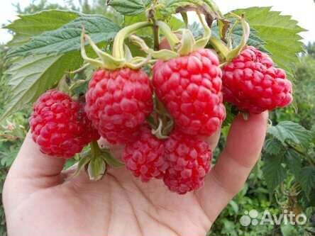 Саженцы красной и желтой вкусной малины