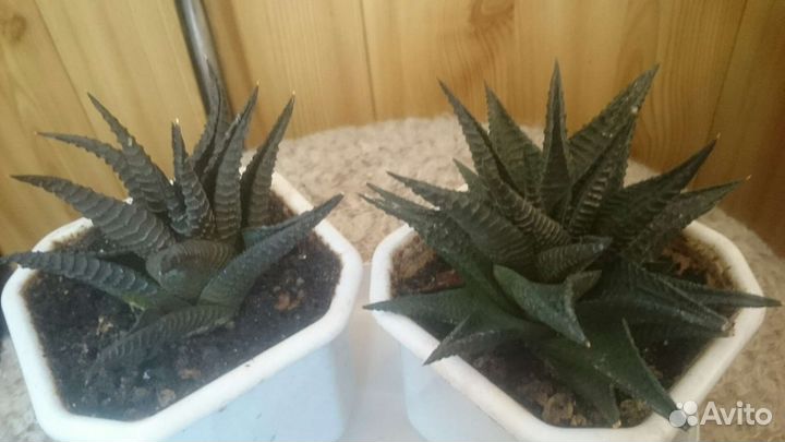 Цветочные горшки