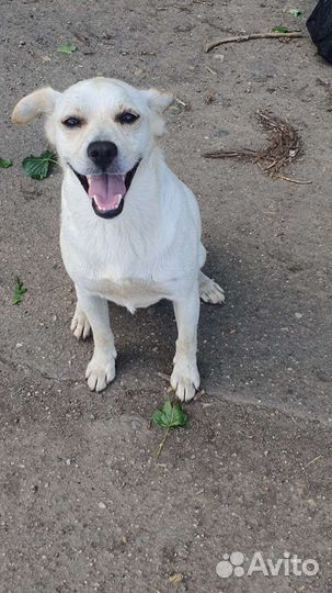 Пес в добрые руки