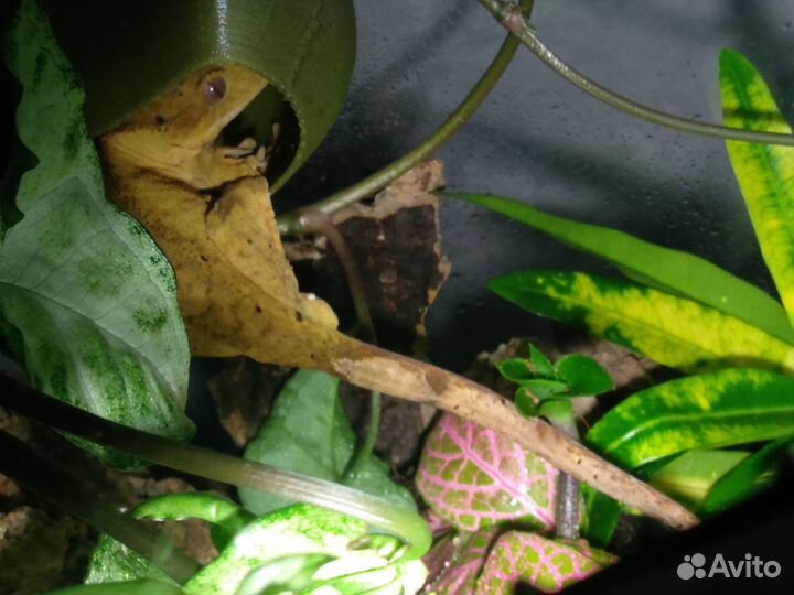 Передержка экзотических животных и грызунов