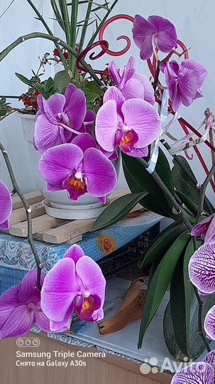 Продам цветы комнатные