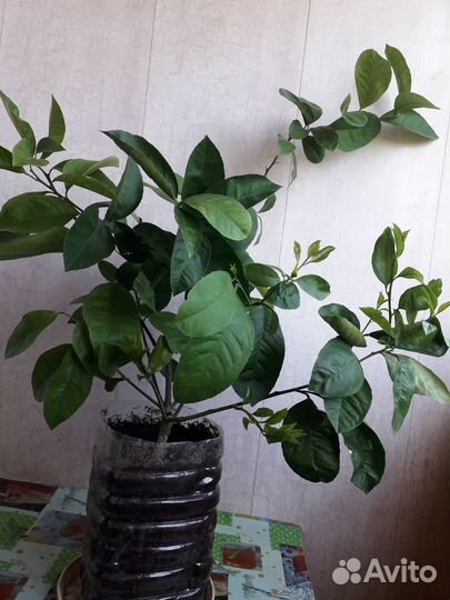 Комнатныи плодоносящии лимон сорт меир