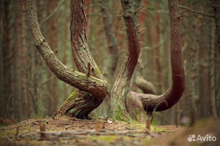 Экскурсия на Куршскую косу и в Зеленоградск