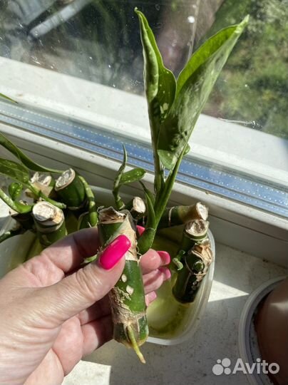 Комнатные растения