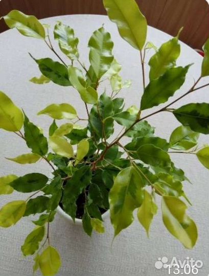 Фикус Мелани Вариегата