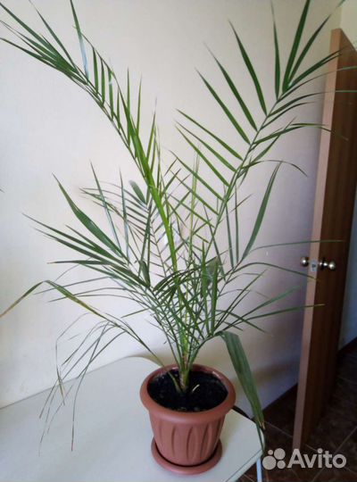 Финиковая пальма