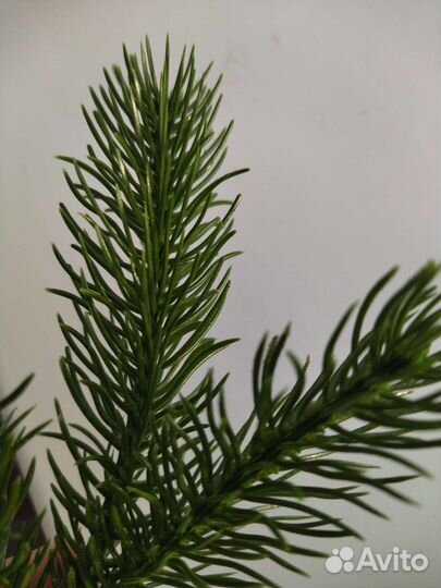 Новогодний декор, веточки ели