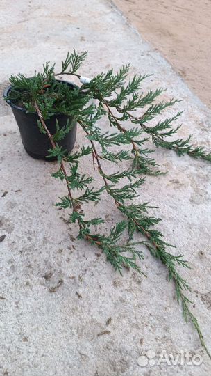 Мозжевельники