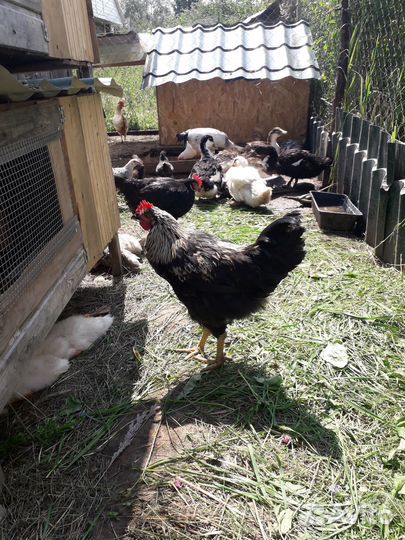 Продам молодых петухов адлерских и микс