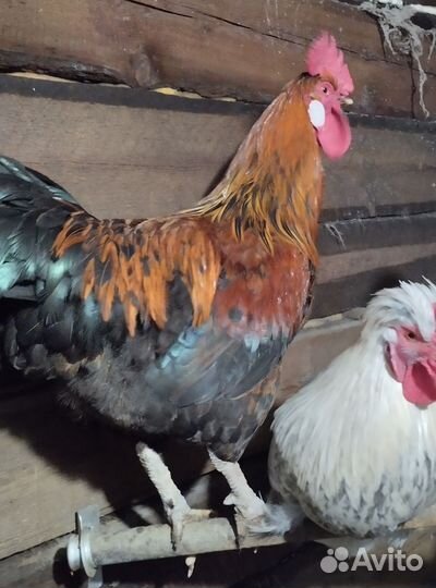 Молодые петухи