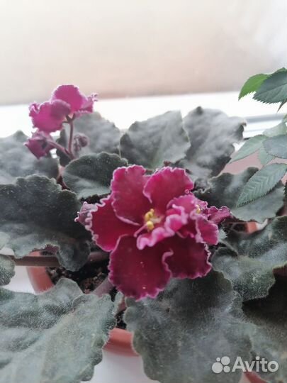 Фиалка сортовая