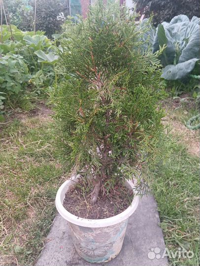 Туя смарагд в горшке 1 шт