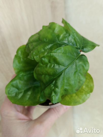 Комнатные растения часть 2