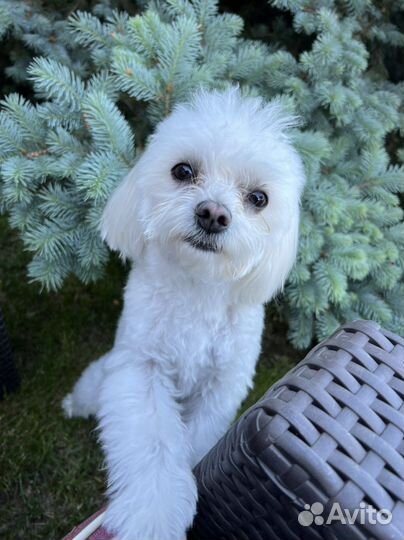 Передержка собак