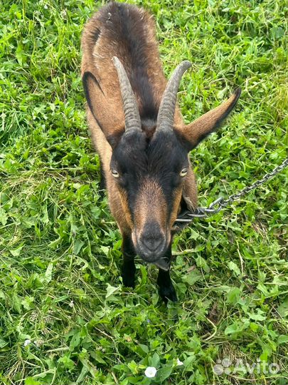 Коза дойная