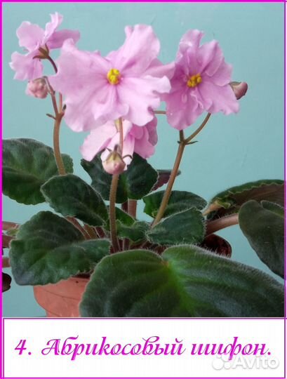 Фиалки разные сорта