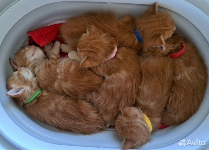 Котята мейн-кун