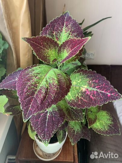 Колеус сортовой Аватар