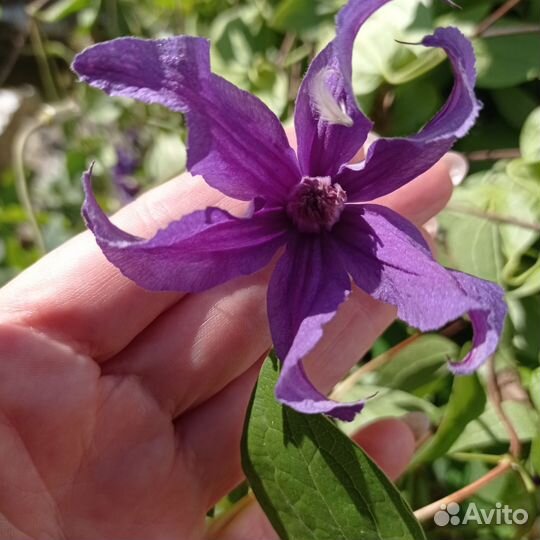 Саженцы клематиса