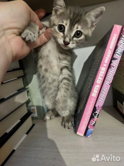 Кошки в добрые руки