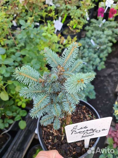 Ель Глаука Глобоза