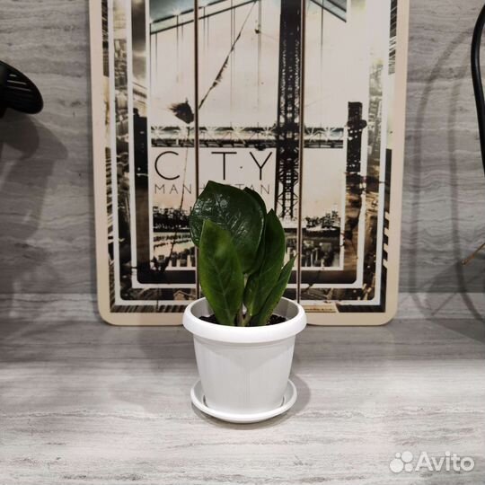 Замиокулькас