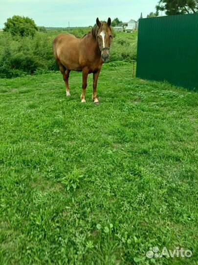 Продам лошадь кобылу