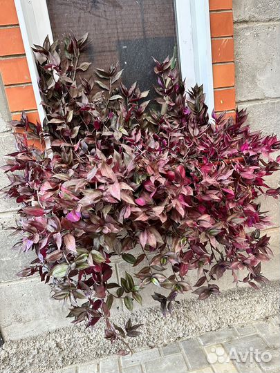 Традесканция