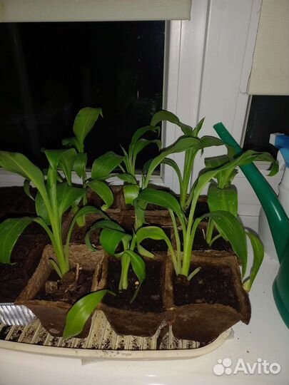 Многолетние садовые растения