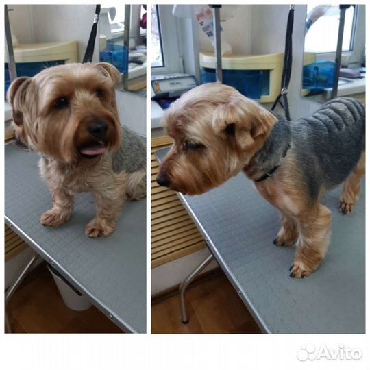 Стрижка собак мелких и средних пород