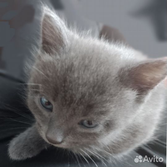 Британские котята в добрые руки