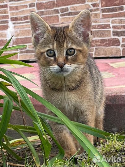 Чаузи ф1 девочка