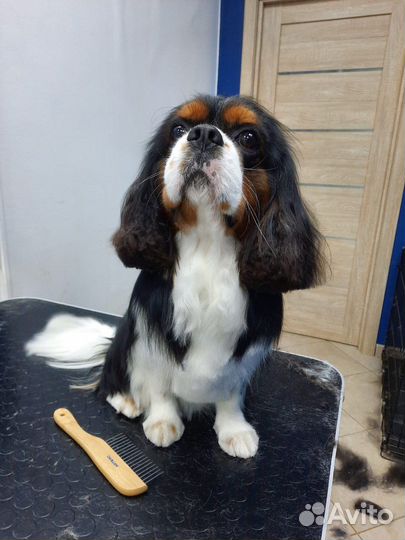 Стрижка собак и кошек