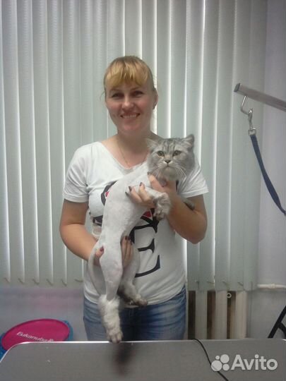 Стрижка собак и кошек