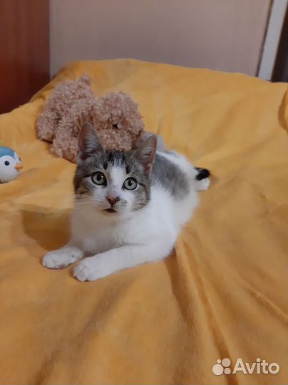 Котёнок мальчик в добрые ручки.3 мес