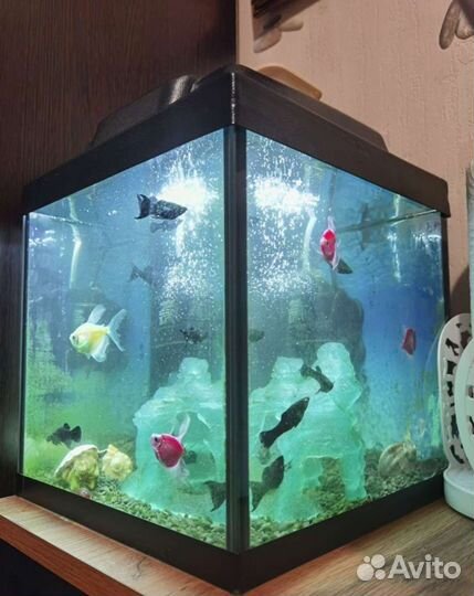 Рыбка моллинезия