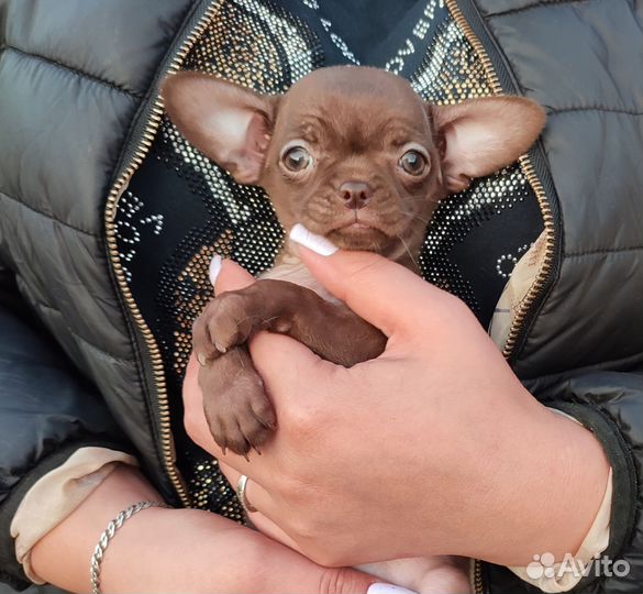 Девочки шоколадки