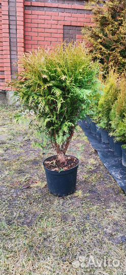 Продам туи, туя с питомника