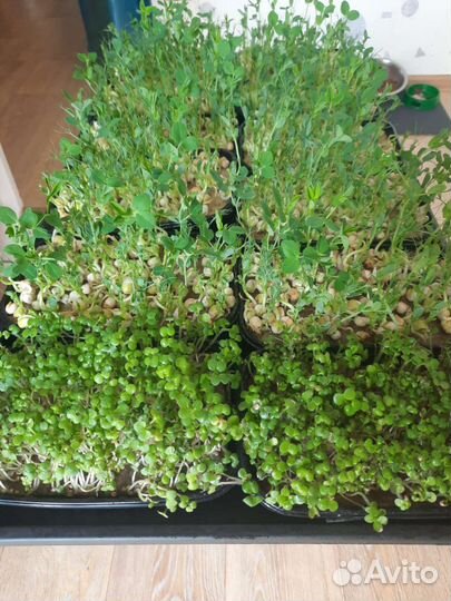 Микрозелень