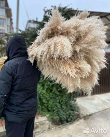 Кортадерия. Пампас. Сухоцветы