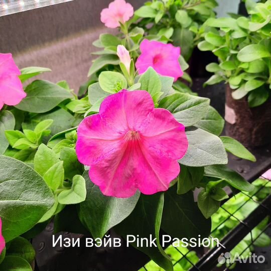 Рассада Петунии (ампельная, махровая, кустовая)