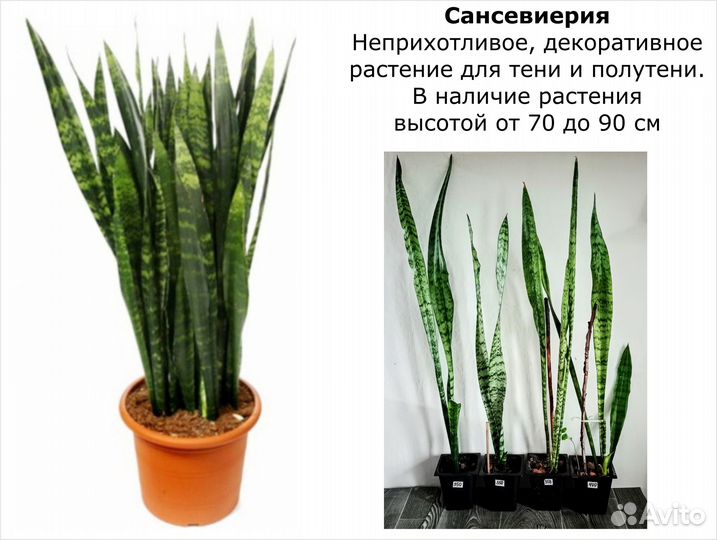 Комнатные Цветы декоративные. Цены разные