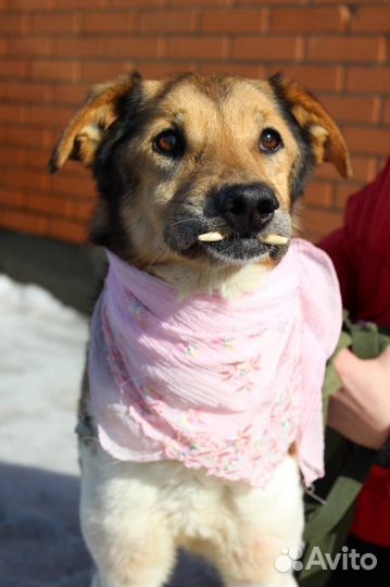 Собака в добрые руки